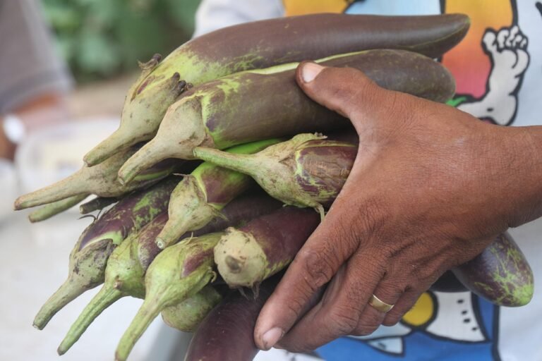 agriculture, gmos, gmo, genetically modified organisms, biotechnology, biotech, farmer, farming, eggplant, bt eggplant, insect resistant eggplant, brinjal, bt brinjal, philippines, genetic engineering, genetically engineered eggplant, gmo, brinjal, brinjal, brinjal, brinjal, brinjal