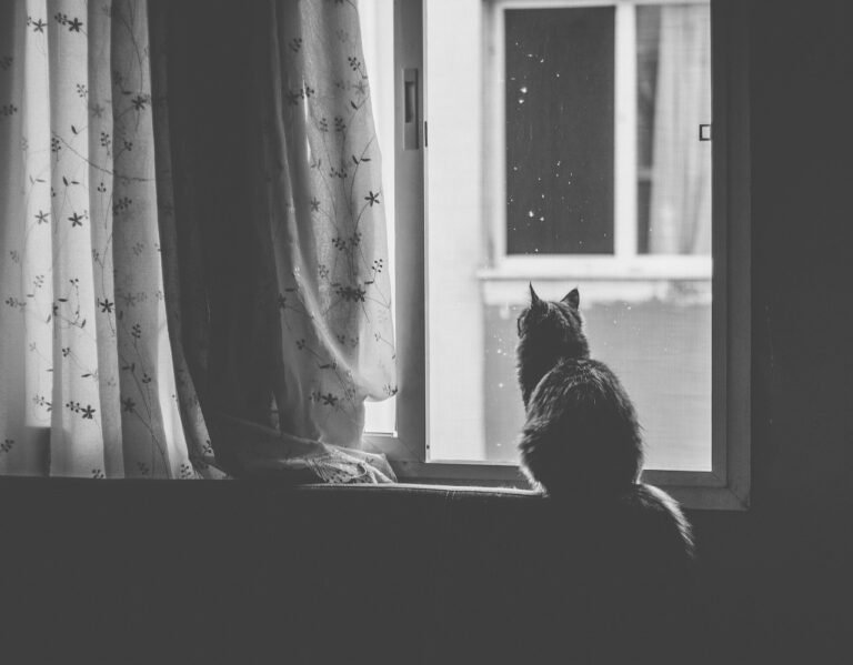 cat, nature, pet, window, black and white, animal, window sill, curtain